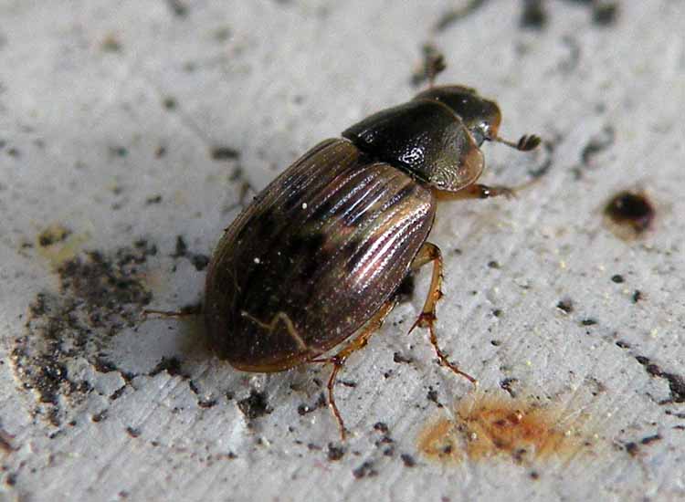 altro Volinus sticticus (Aphodiidae)